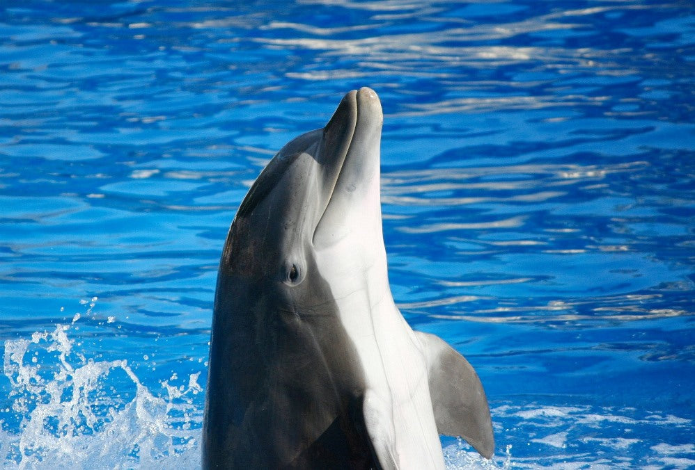 DOLPHIN FOR BLOG