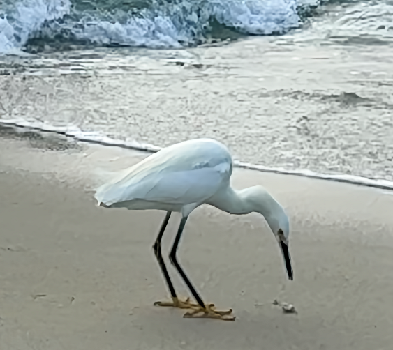 Egret Regret