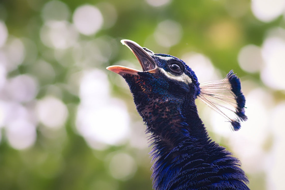 Image of Peacock