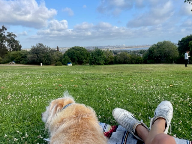 Park with Buttercup Looking at Sky - medium size