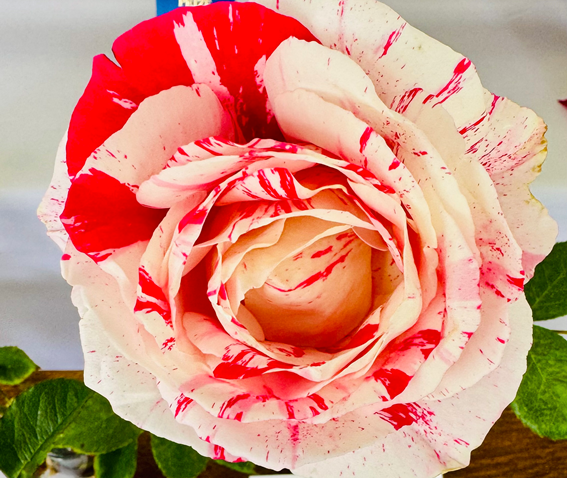 Prized Rose